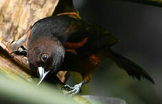 Oriole de la Martinique