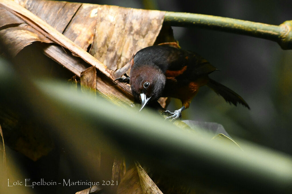 Oriole de Martinique