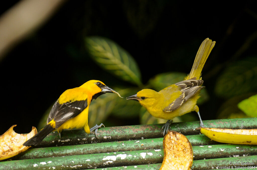 Oriole jaune