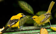 Oriole jaune