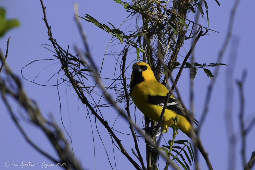 Yellow Oriole