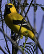 Oriole jaune