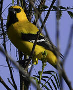 Oriole jaune