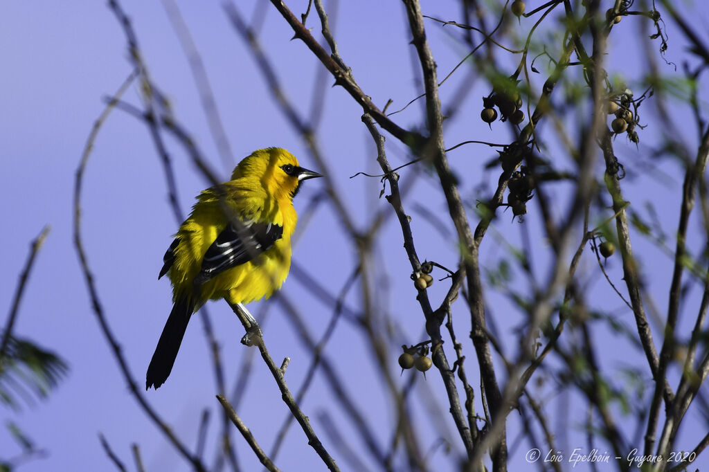 Yellow Oriole