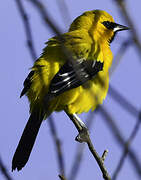 Oriole jaune