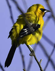 Oriole jaune