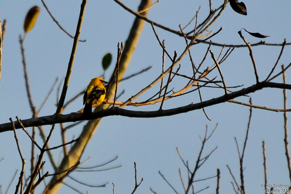 Oriole jaune