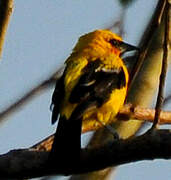 Oriole jaune