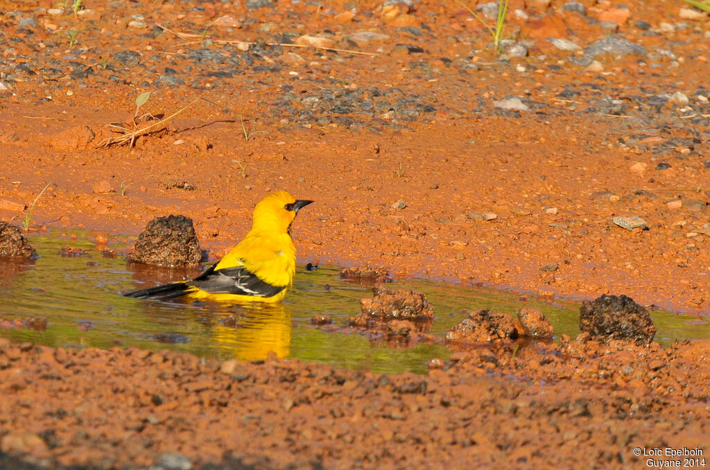 Oriole jaune