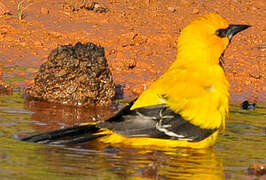 Yellow Oriole