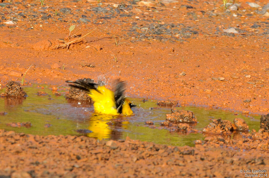 Oriole jaune