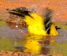 Oriole jaune