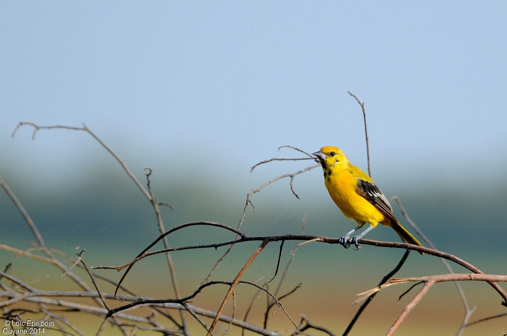 Oriole jaune