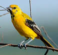 Oriole jaune