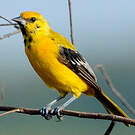 Oriole jaune