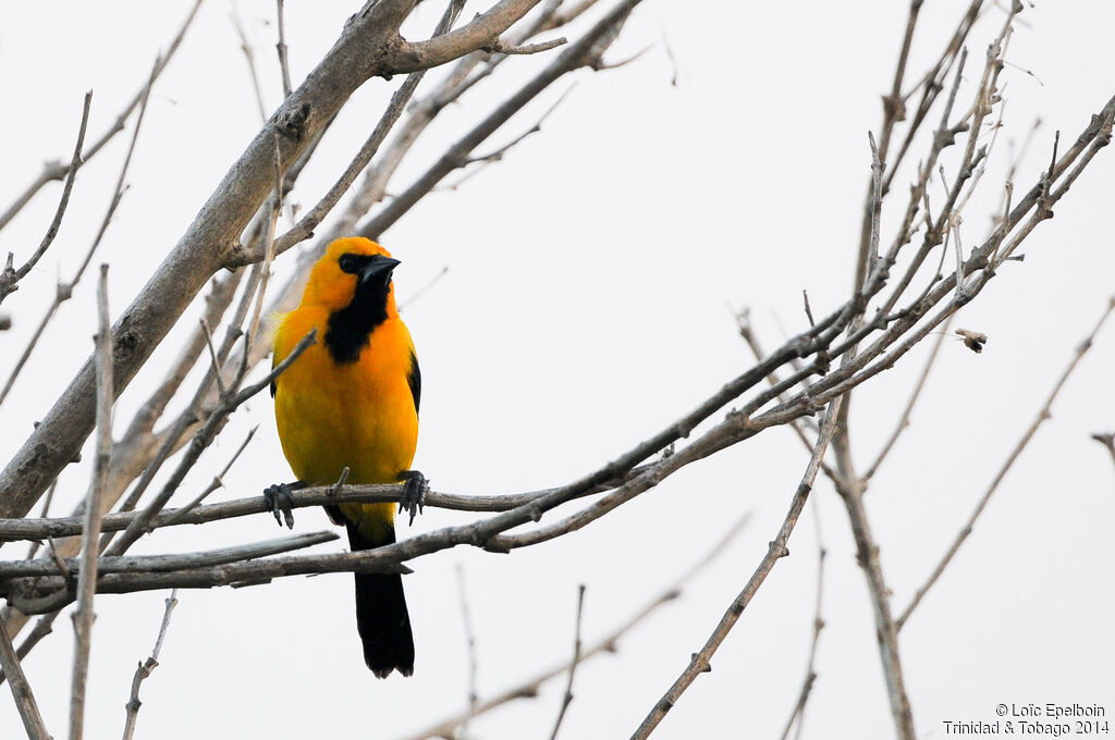 Oriole jaune