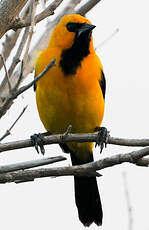 Oriole jaune