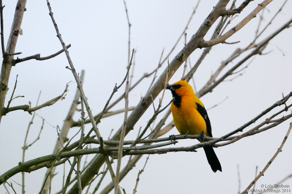 Yellow Oriole