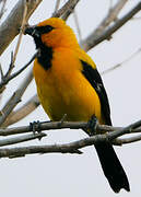 Yellow Oriole