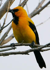 Oriole jaune