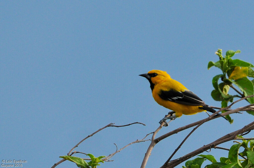 Yellow Oriole