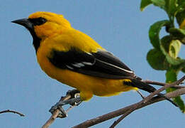 Oriole jaune