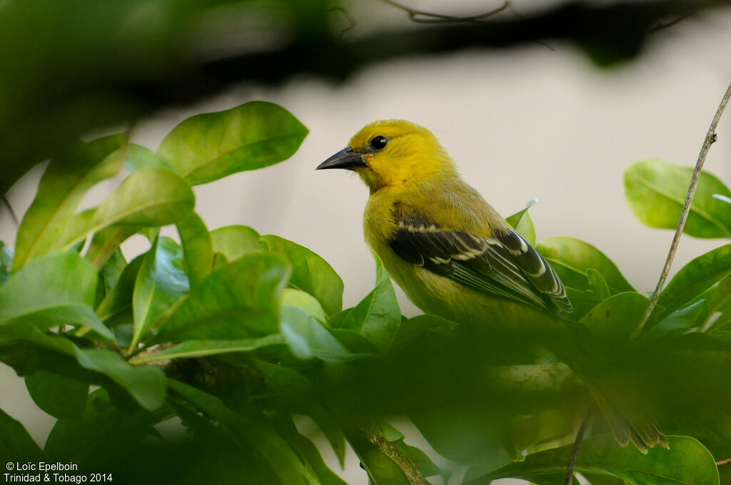 Oriole jaune