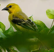 Yellow Oriole