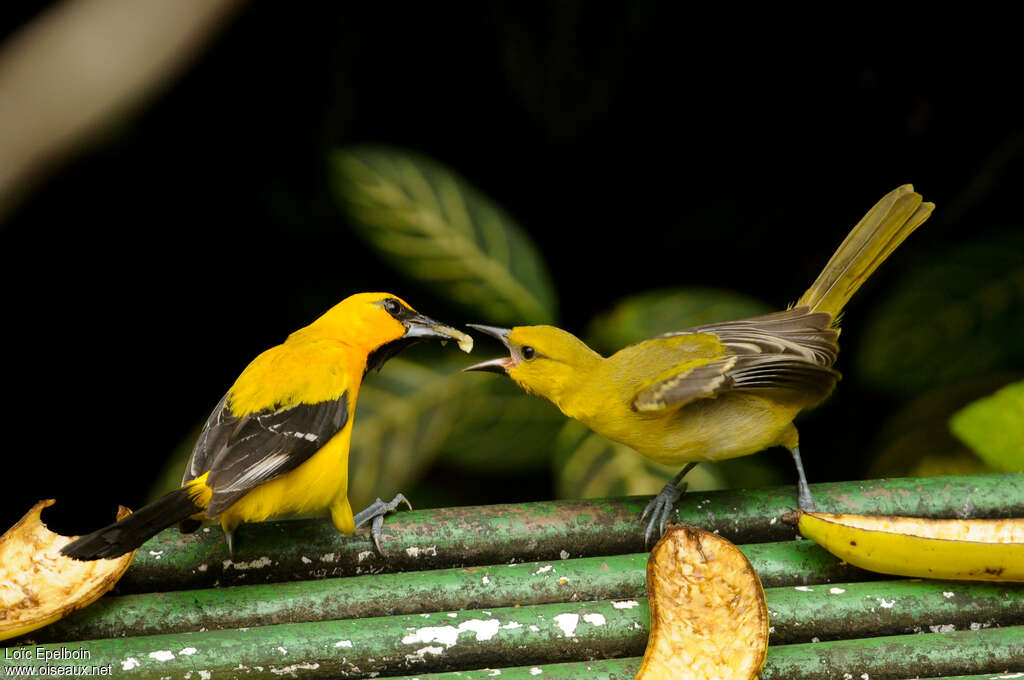 Oriole jaune, Nidification