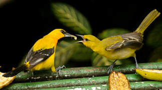 Oriole jaune