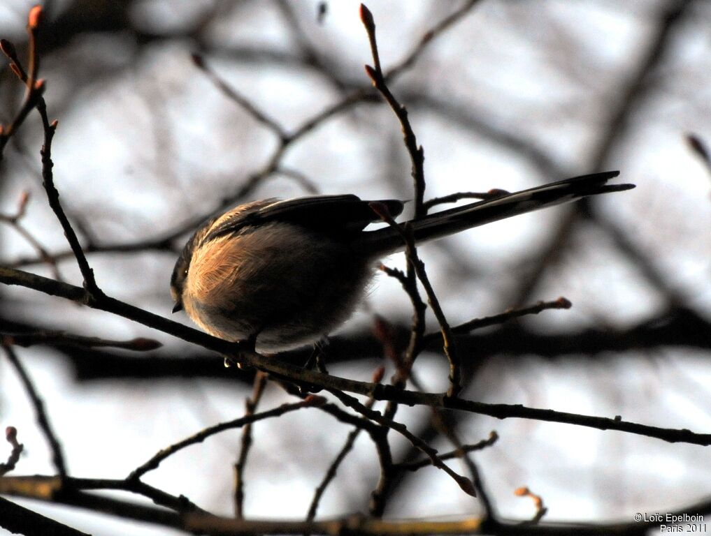 Long-tailed Tit