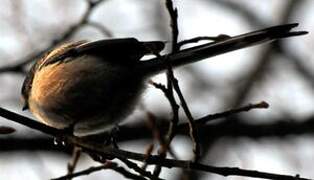 Long-tailed Tit