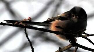 Long-tailed Tit