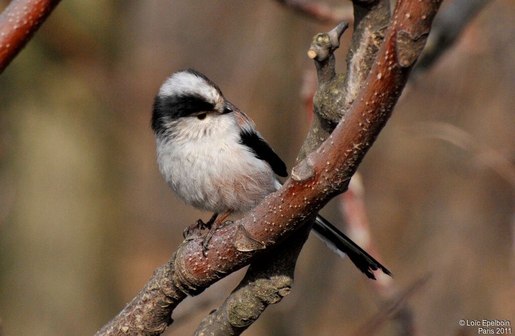 Long-tailed Tit