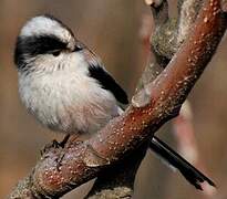 Long-tailed Tit