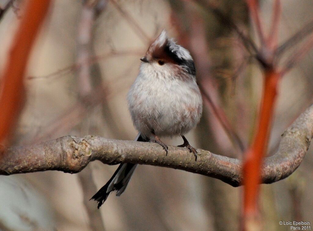 Long-tailed Tit