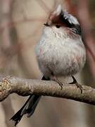 Long-tailed Tit