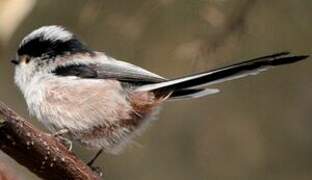 Long-tailed Tit