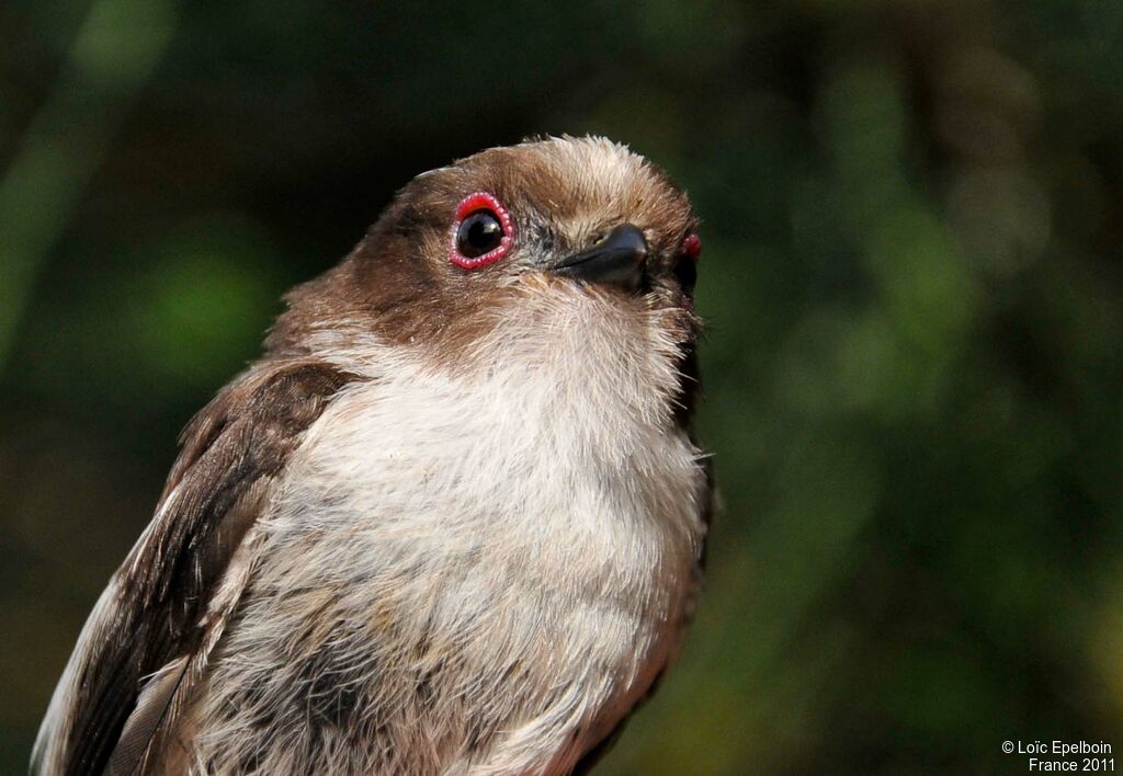 Long-tailed Tit