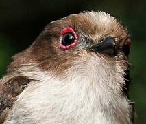 Long-tailed Tit