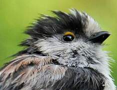 Long-tailed Tit