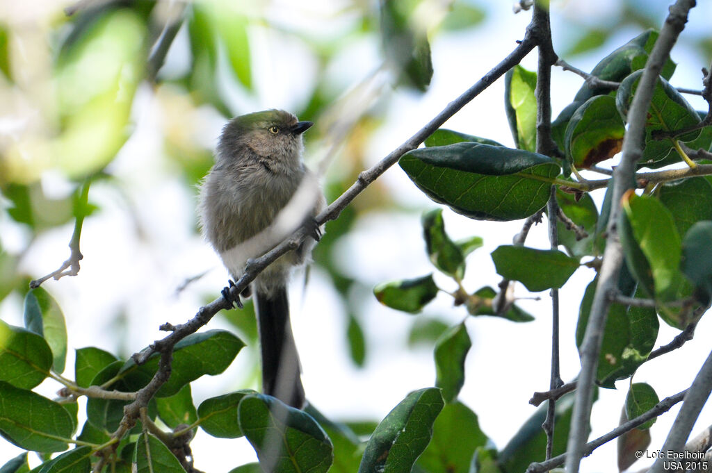 American Bushtit