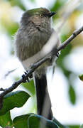 American Bushtit