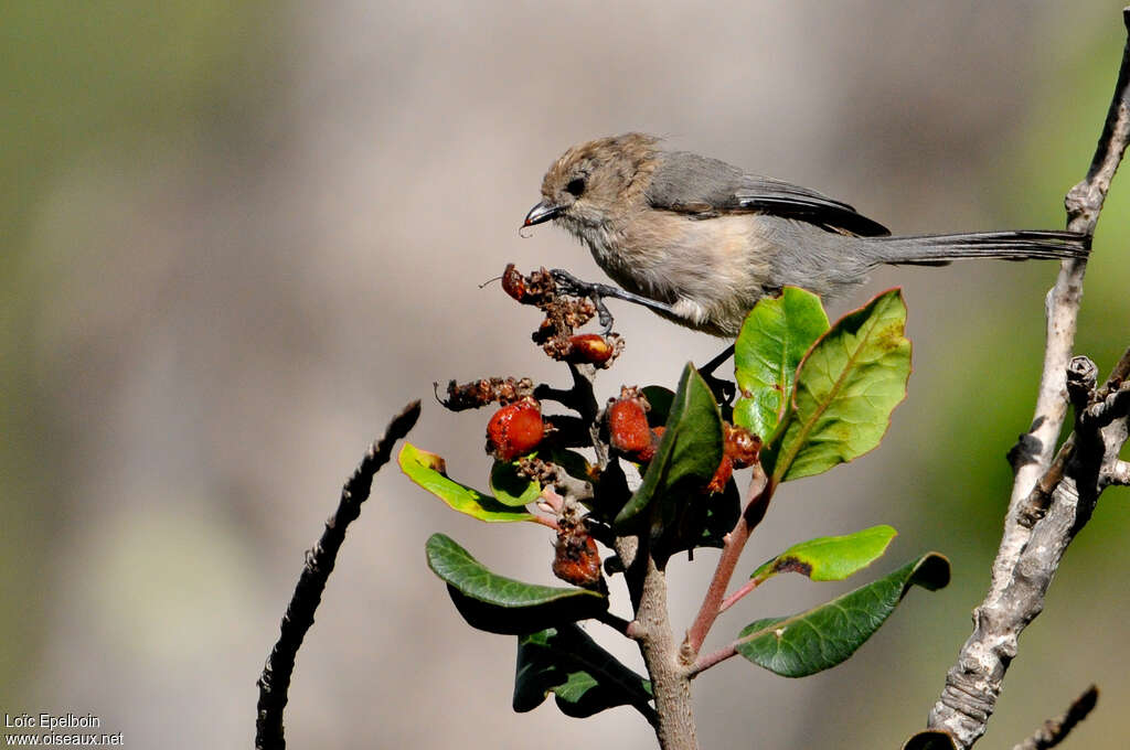 American Bushtit