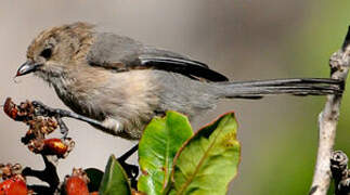 American Bushtit