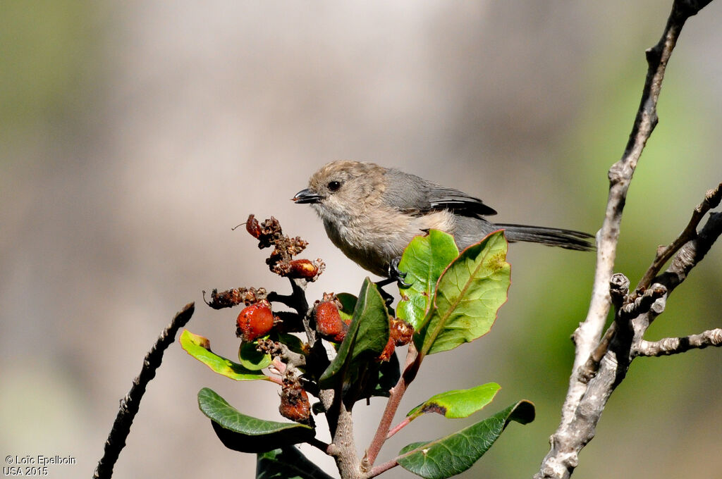 American Bushtit