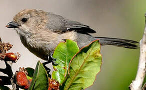 American Bushtit