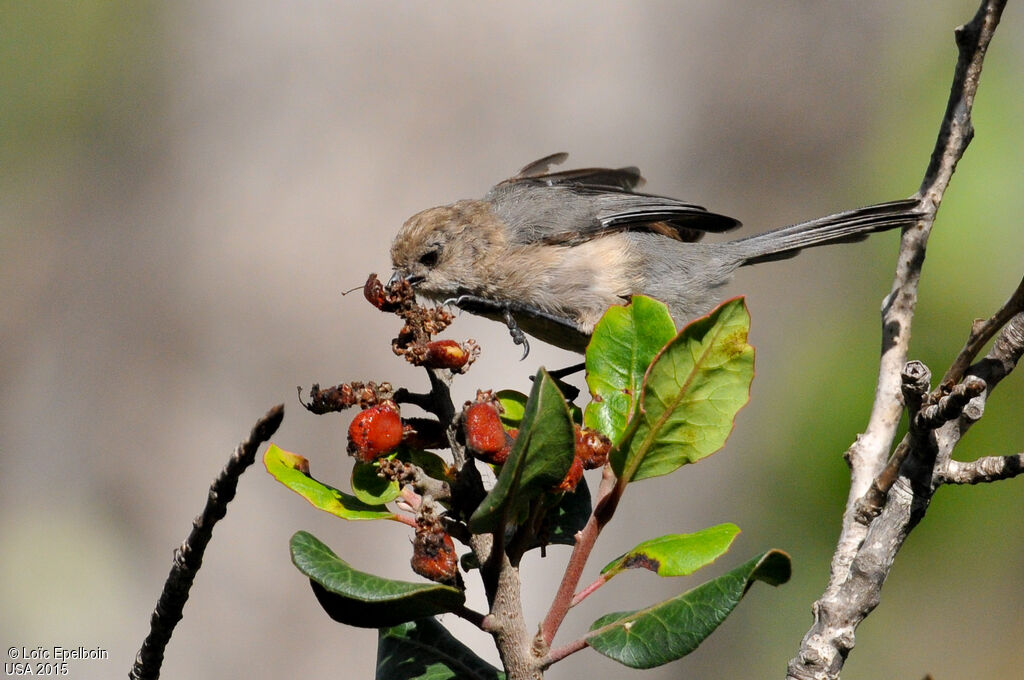 American Bushtit