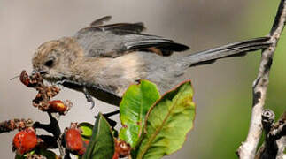 American Bushtit