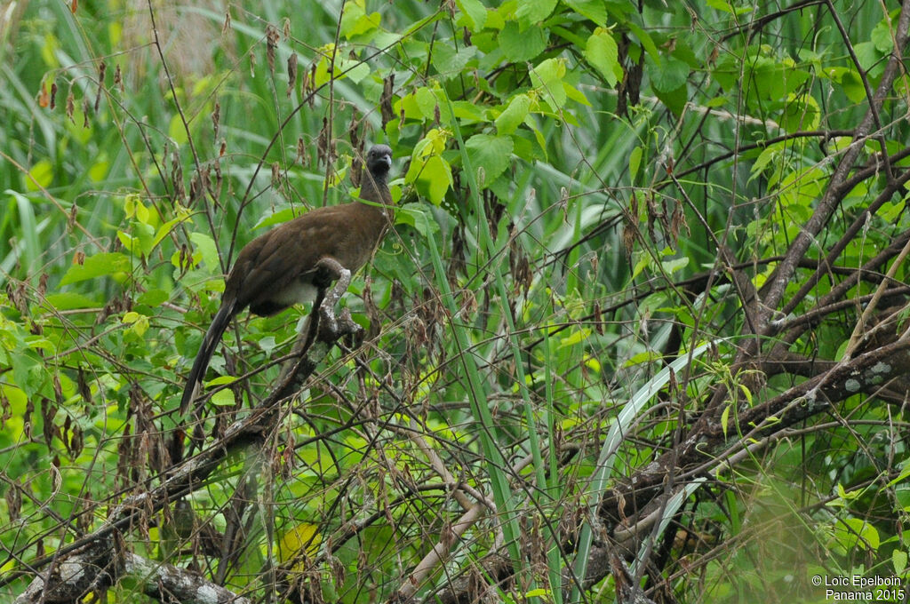 Grey-headed Chachalaca